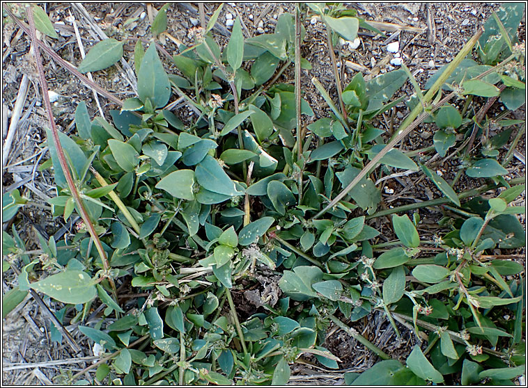 Atriplex x gustafssoniana (Atriplex prostrata x longipes)