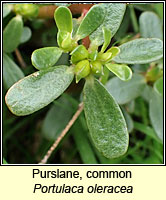 Purslane, common, Portulaca oleracea