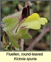 Fluellen, round-leaved, Kickxia spuria