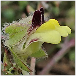 Round-leaved Fluellen, Kickxia spuria