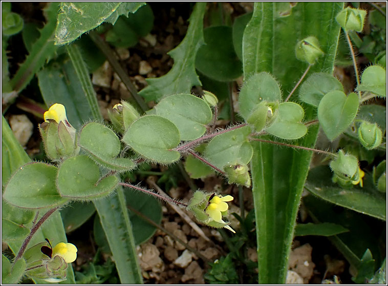 Round-leaved Fluellen, Kickxia spuria