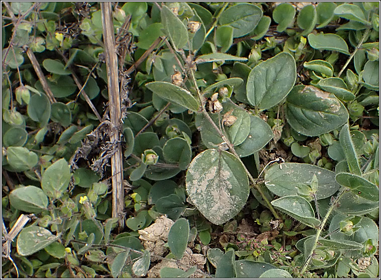 Round-leaved Fluellen, Kickxia spuria