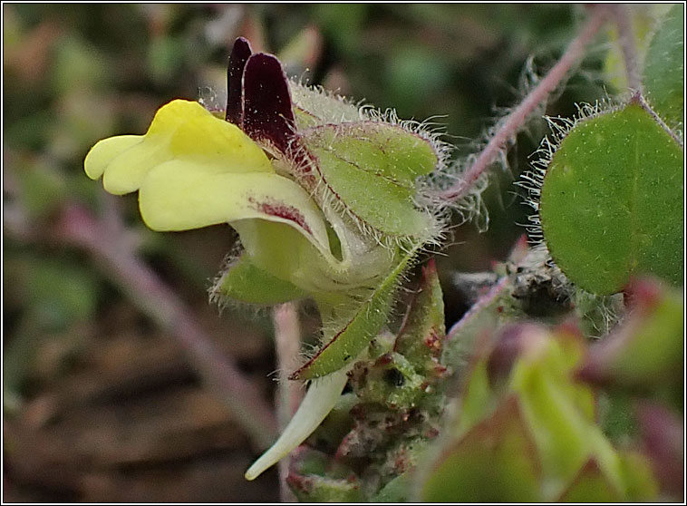 Round-leaved Fluellen, Kickxia spuria