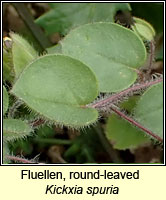 Fluellen, round-leaved, Kickxia spuria