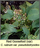 Goosefoot, red (var), Chenopodium rubrum var pseudobotryoides