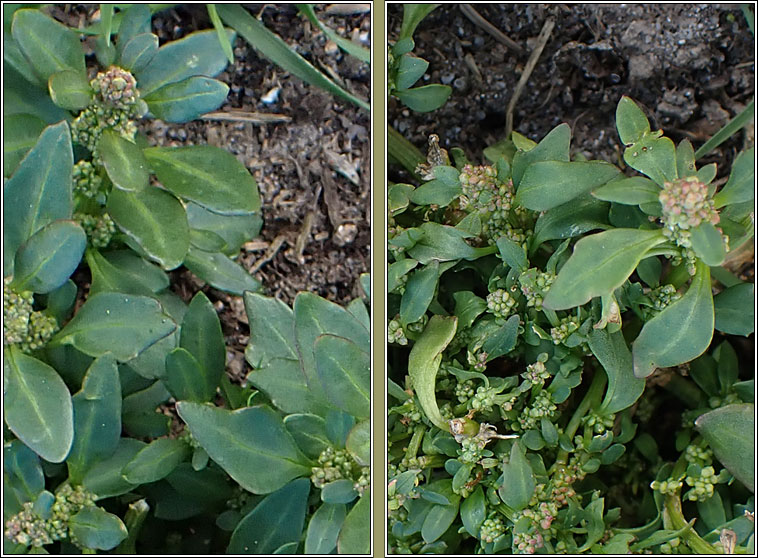 Chenopodium rubrum var pseudobotryoides