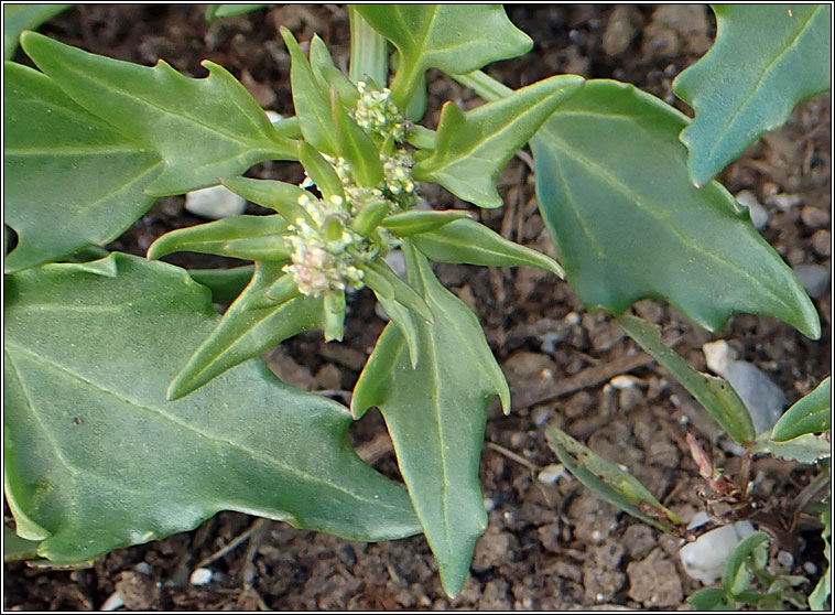 Chenopodium rubrum var pseudobotryoides