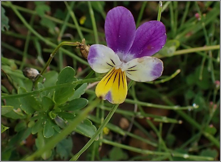 Wild Pansy, Viola tricolor