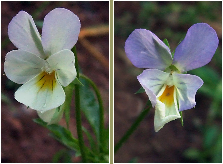 Wild Pansy, Viola tricolor