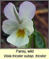 Pansy, wild, Viola tricolor