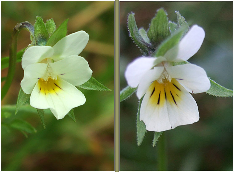 Field Pansy, Viola arvensis