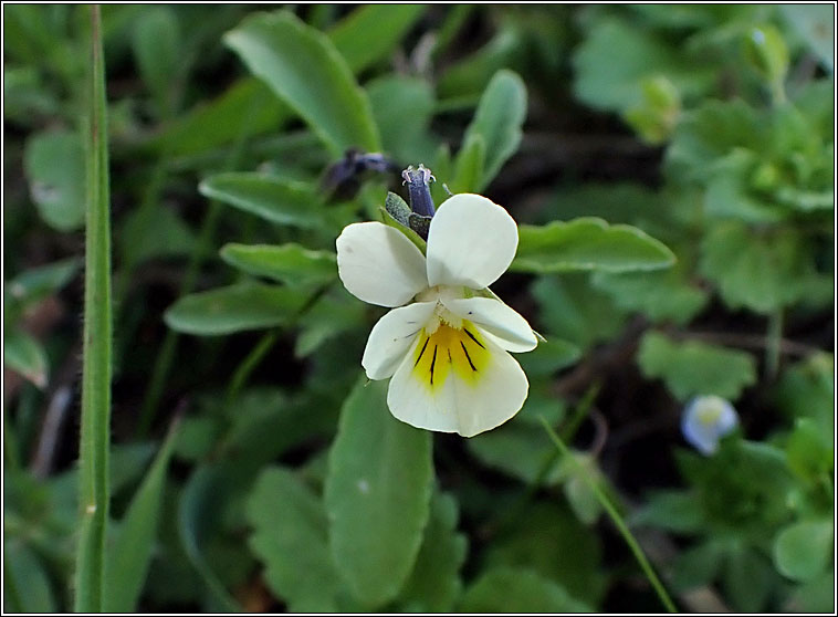 Field Pansy, Viola arvensis