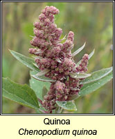 Quinoa, Chenopodium quinoa