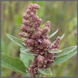 Quinoa, Chenopodium quinoa