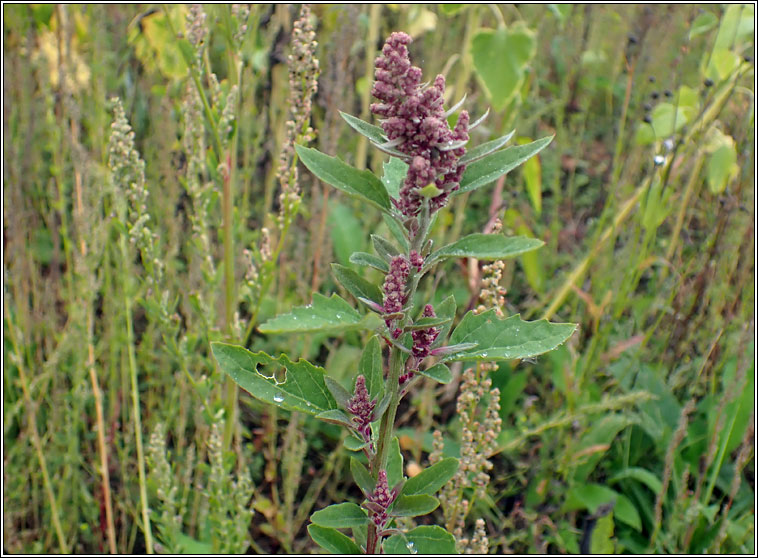 Quinoa, Chenopodium quinoa