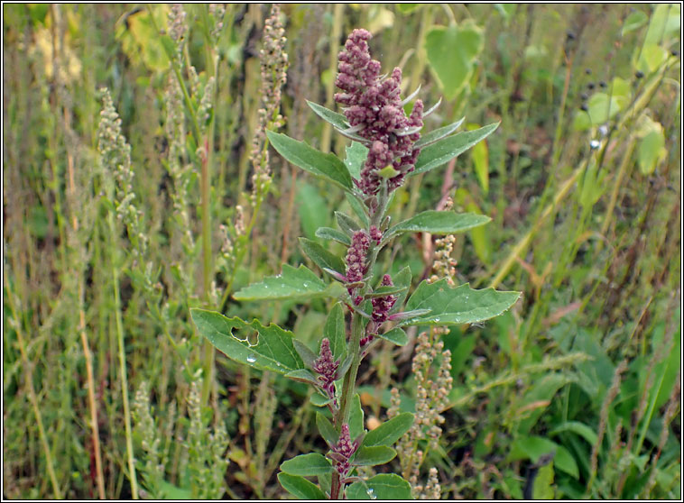 Quinoa, Chenopodium quinoa