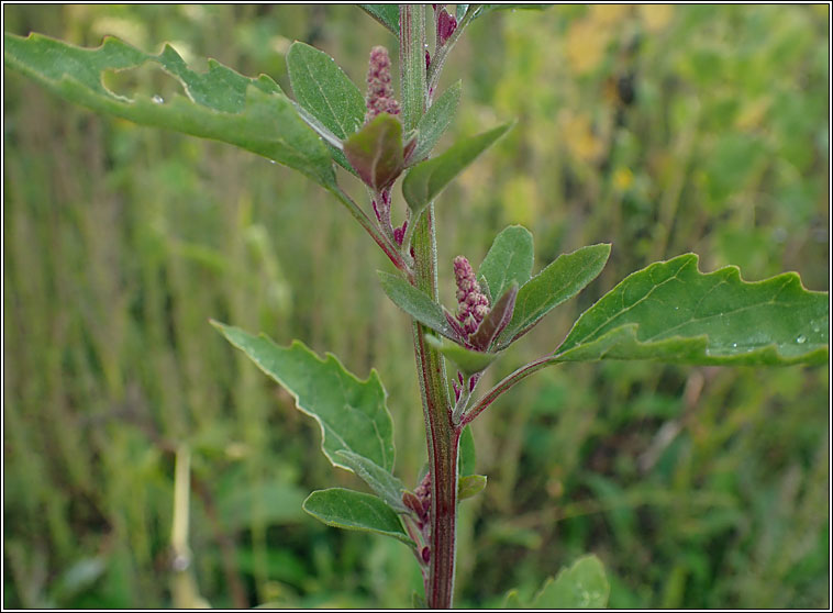 Quinoa, Chenopodium quinoa