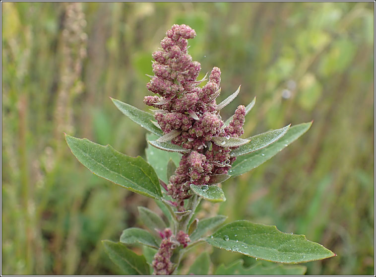 Quinoa, Chenopodium quinoa