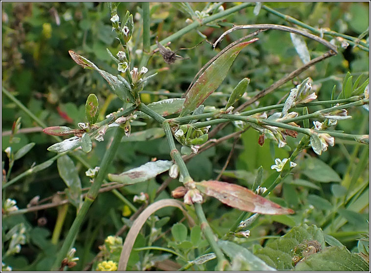 Broad-leaved Knotgrass, Polygonum monspeliense