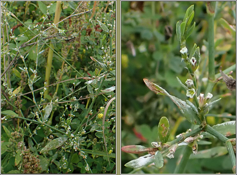 Broad-leaved Knotgrass, Polygonum monspeliense