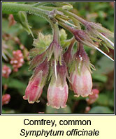 Comfrey, common, Symphytum officinale