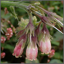 Common Comfrey, Symphytum officinale