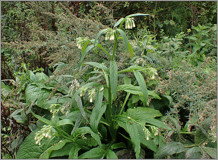 Common Comfrey, Symphytum officinale