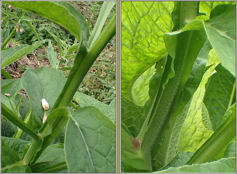 Common Comfrey, Symphytum officinale