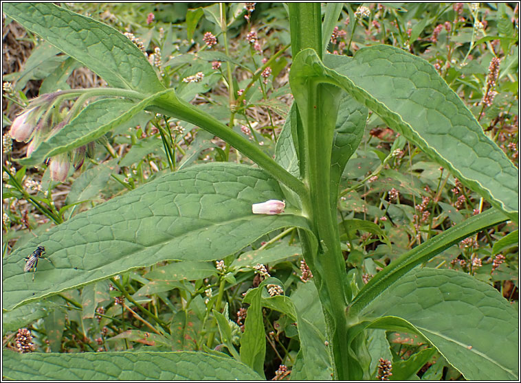 Common Comfrey, Symphytum officinale