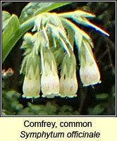 Comfrey, common, Symphytum officinale