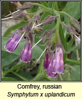 Comfrey, russian, Symphytum x uplandicum