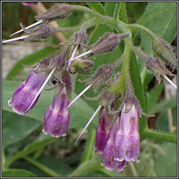 Russian comfrey, Symphytum x uplandicum