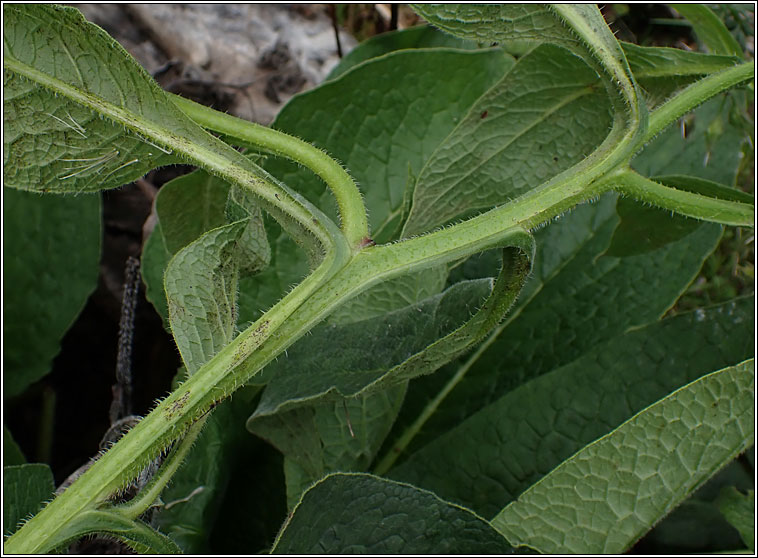 Russian comfrey, Symphytum x uplandicum