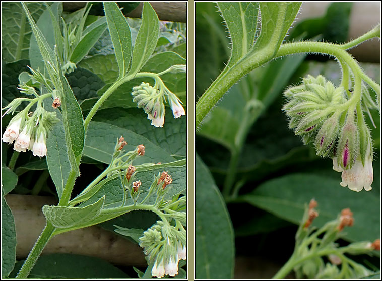 Russian comfrey, Symphytum x uplandicum