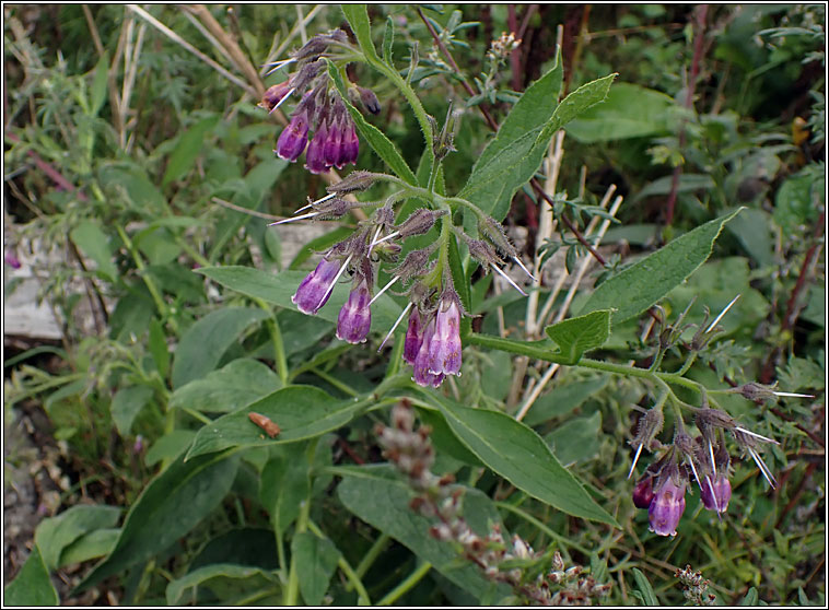 Russian comfrey, Symphytum x uplandicum