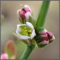 Arable Knotgrass, Polygonum agrestinum