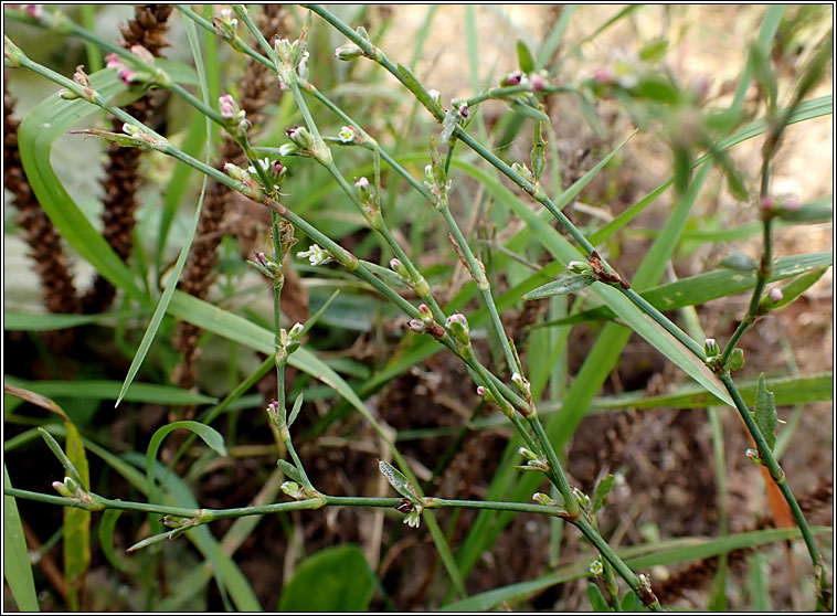 Arable Knotgrass, Polygonum agrestinum