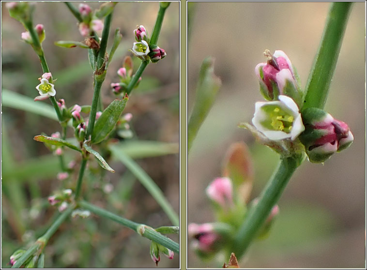 Arable Knotgrass, Polygonum agrestinum