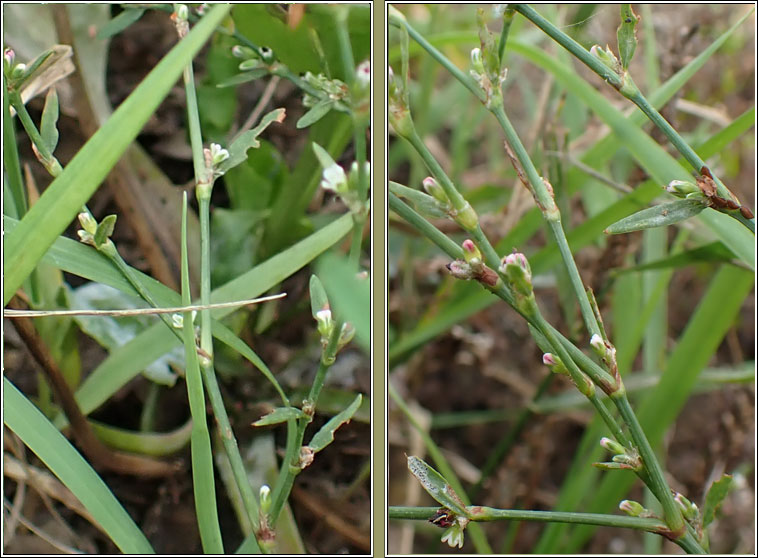 Arable Knotgrass, Polygonum agrestinum