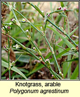 Knotgrass, arable, Polygonum agrestinum