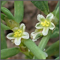 Bushy Knotgrass, Polygonum polychnemiforme