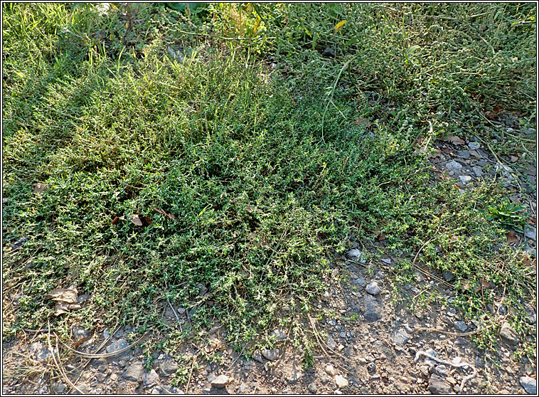 Bushy Knotgrass, Polygonum polychnemiforme