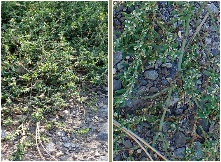 Bushy Knotgrass, Polygonum polychnemiforme