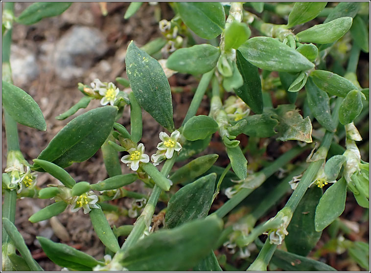 Bushy Knotgrass, Polygonum polychnemiforme