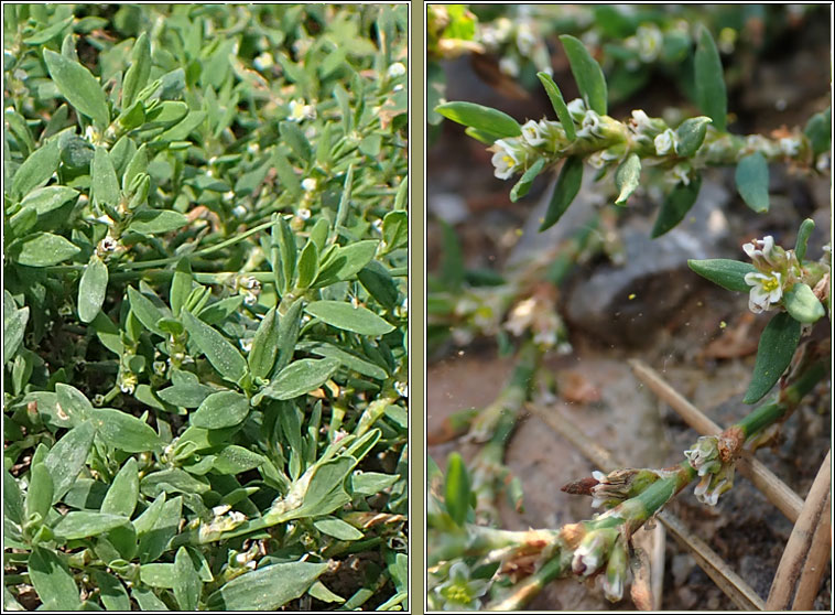 Bushy Knotgrass, Polygonum polychnemiforme