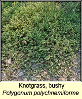 Knotgrass, bushy, Polygonum polychnemiforme