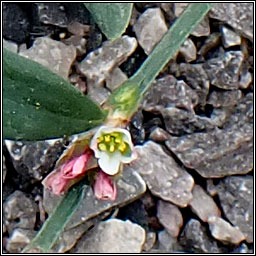 Creeping Knotgrass, Polygonum chamaechyton