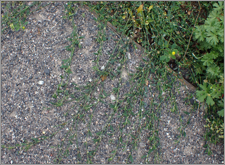 Creeping Knotgrass, Polygonum chamaechyton