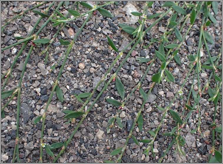 Creeping Knotgrass, Polygonum chamaechyton