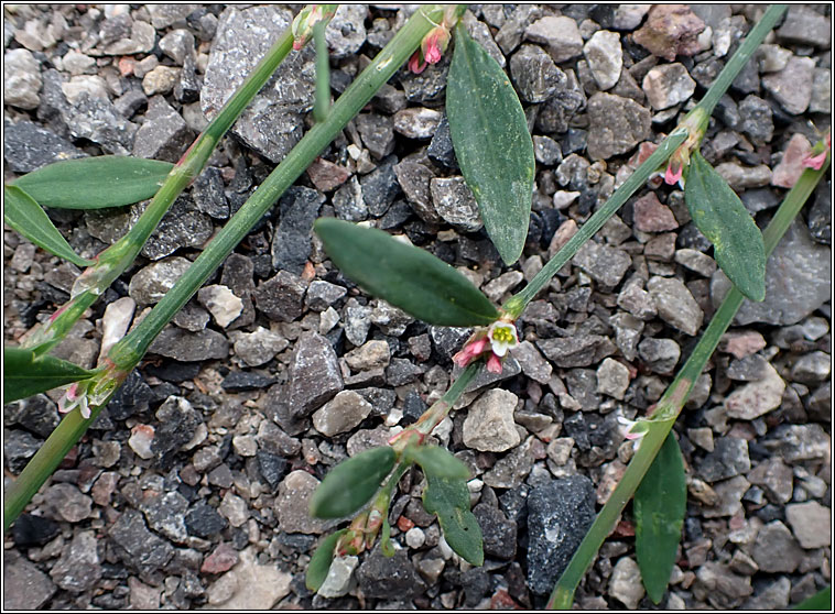 Creeping Knotgrass, Polygonum chamaechyton